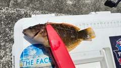 ベラの釣果