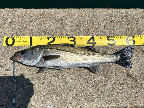 フッコ（マルスズキ）の釣果