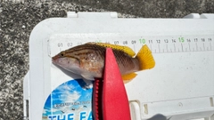 ベラの釣果
