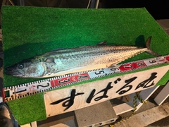 サワラの釣果