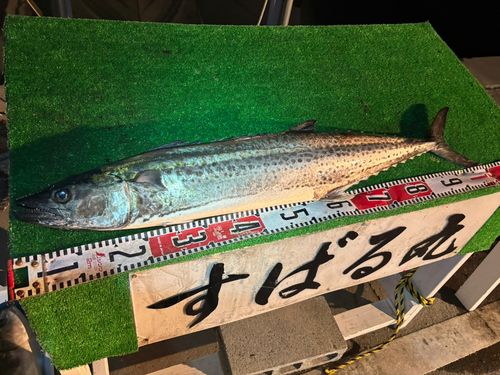 サワラの釣果