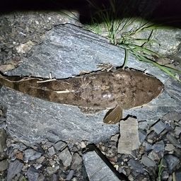 マゴチ