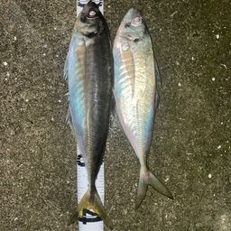 アジ