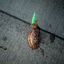 コウイカ