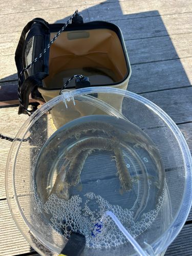 シャコエビの釣果