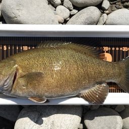 スモールマウスバス