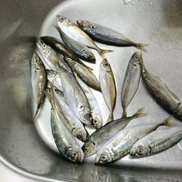 アジ
