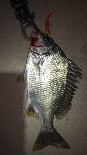 キビレの釣果