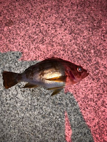 メバルの釣果