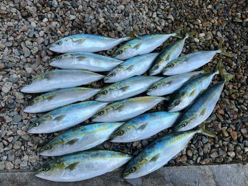 フクラギの釣果