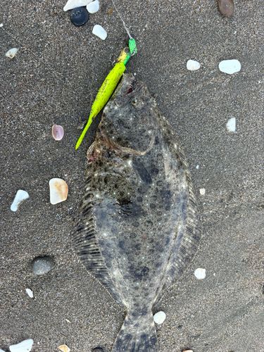 ヒラメの釣果