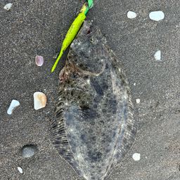 ヒラメ