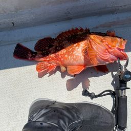 ウッカリカサゴ