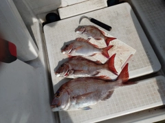 マダイの釣果