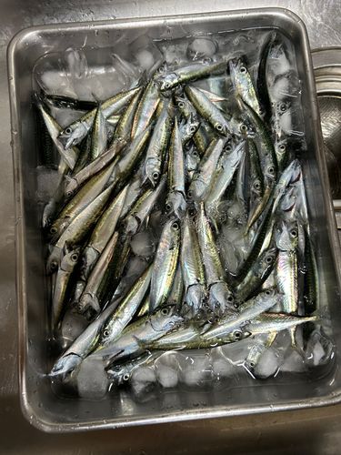 サバの釣果