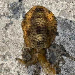 アオリイカ