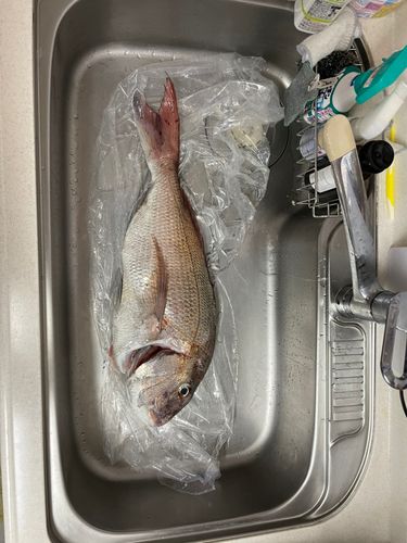 マダイの釣果