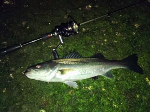 シーバスの釣果