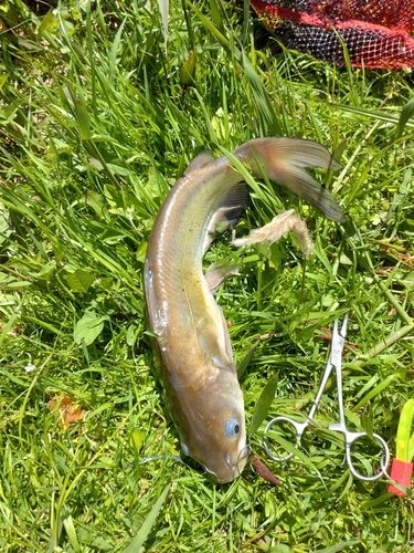 アメリカナマズの釣果