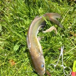 アメリカナマズ