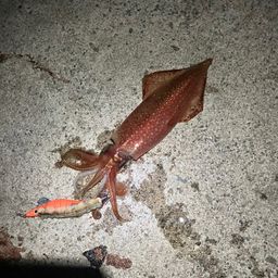 ケンサキイカ