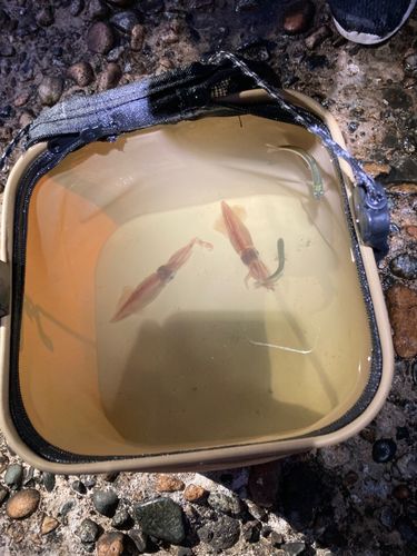 ホタルイカの釣果