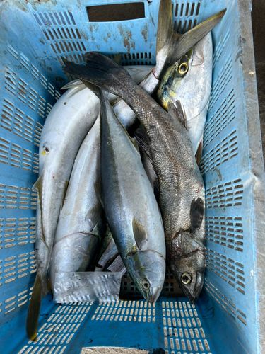 ブリの釣果