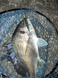 キビレの釣果
