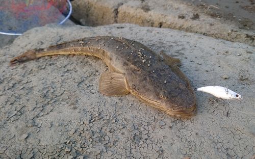 マゴチの釣果