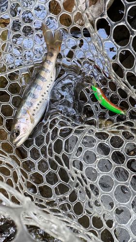 アマゴの釣果