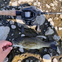 スモールマウスバス