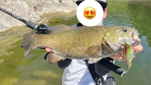 スモールマウスバスの釣果