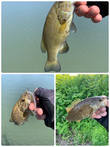 スモールマウスバスの釣果