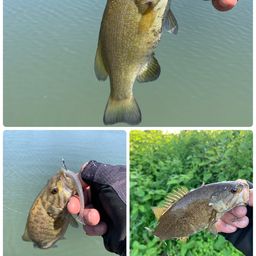 スモールマウスバス