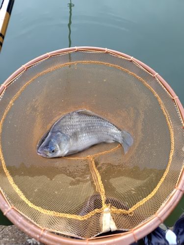 ヘラブナの釣果