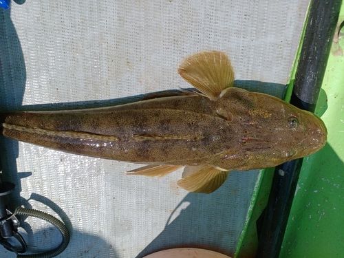 マゴチの釣果