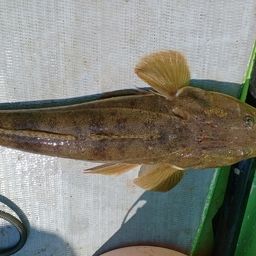 マゴチ