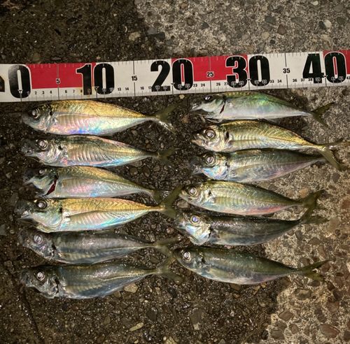 マアジの釣果