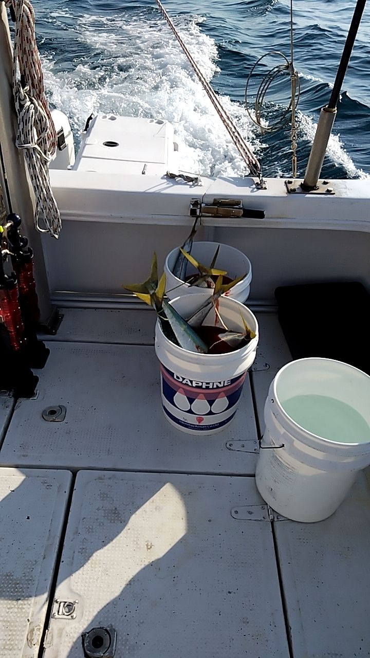 たべぞうさんの釣果 1枚目の画像