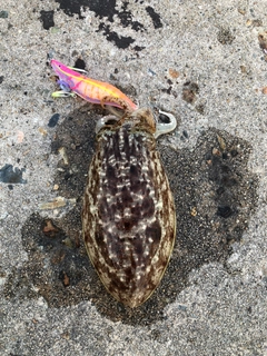コウイカの釣果