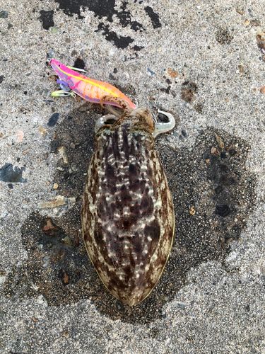 コウイカの釣果