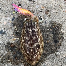 コウイカ