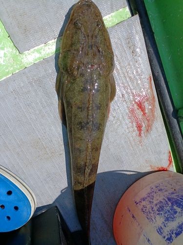 マゴチの釣果