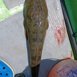 マゴチ
