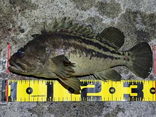 シマゾイの釣果