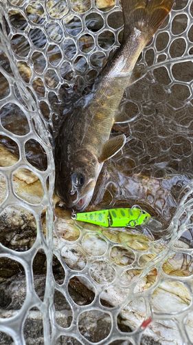ヤマトイワナの釣果