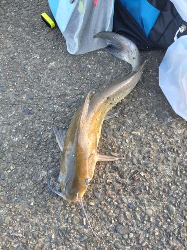 アメリカナマズの釣果