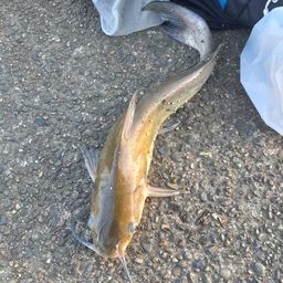 アメリカナマズ