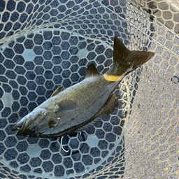 スモールマウスバス