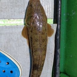 マゴチ